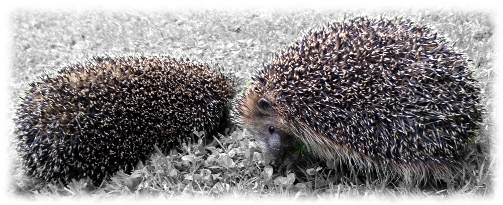 Hedgehogs: Faster than you might think.